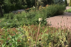 Letniogrod014
