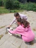 pieski009